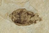 Fossil Beetle (Carabidae) - Bois d’Asson, France #290735-1